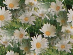Първа Пролет - честитки