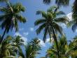 Tropical sky