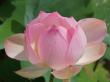 pink lotus