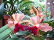 tropical garden