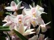 white orchid