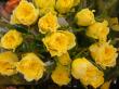 yellow roses