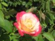 colorful rose