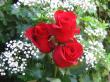 roses