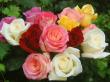 roses