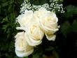 white roses