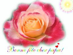 Belle rose pour papa