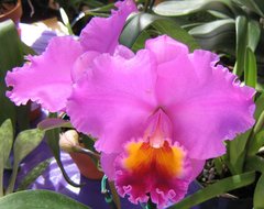 Orchidées - ecartes de voeux exotiques