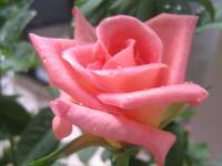 Belles roses - cartes virtuelles