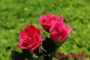 3 dark pink roses - Birthday eCard