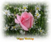 soft pink rose