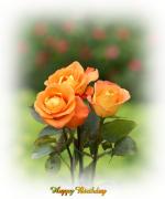 3 orange roses