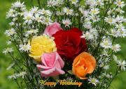 yellow, pink, orange, red roses