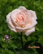 soft pink rose with pink hearts