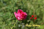 eCards red rose with hearts