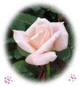 Cartes je t'aime St Valentin roses