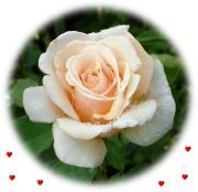 Cartes St Valentin roses