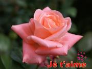 Cartes St Valentin roses