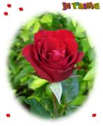 Cartes de voeux St Valentin