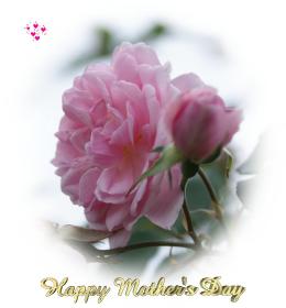 Roses roses sauvages de cartes de voeux de la Fête des Mères