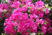 Cartes de voeux virtuelles e-Cartes gratuites fleurs exotiques