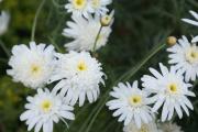 Cartes de voeux virtuelles e-Cartes gratuites fleurs exotiques