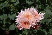 Cartes de voeux virtuelles e-Cartes gratuites fleurs exotiques