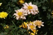 Cartes de voeux virtuelles e-Cartes gratuites fleurs exotiques