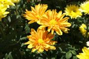 Cartes de voeux virtuelles e-Cartes gratuites fleurs exotiques