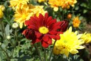 Cartes de voeux virtuelles e-Cartes gratuites fleurs exotiques