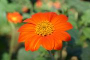 Cartes de voeux virtuelles e-Cartes gratuites fleurs exotiques