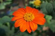 Cartes de voeux virtuelles e-Cartes gratuites fleurs exotiques