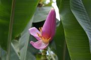 Cartes de voeux virtuelles e-Cartes gratuites fleurs exotiques