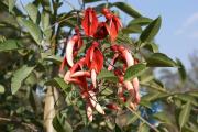 Cartes de voeux virtuelles e-Cartes gratuites fleurs exotiques