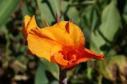 Cartes de voeux virtuelles e-Cartes gratuites fleurs exotiques
