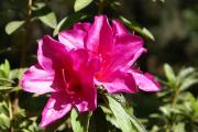 Cartes de voeux virtuelles e-Cartes gratuites fleurs exotiques