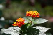 Cartes de voeux virtuelles e-Cartes gratuites fleurs exotiques