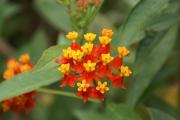 Cartes de voeux virtuelles e-Cartes gratuites fleurs exotiques