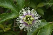 Cartes de voeux virtuelles e-Cartes gratuites fleurs exotiques