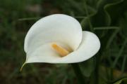 Cartes de voeux virtuelles e-Cartes gratuites fleurs exotiques