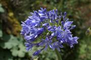 Cartes de voeux virtuelles e-Cartes gratuites fleurs exotiques