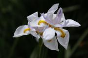 Cartes de voeux virtuelles e-Cartes gratuites fleurs exotiques