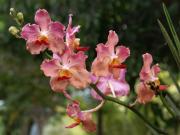 Cartes de voeux virtuelles e-Cartes gratuites fleurs exotiques