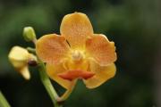 Cartes de voeux virtuelles e-Cartes gratuites fleurs exotiques
