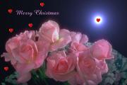 Pink Christmas roses