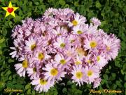 Pink Christmas flowers