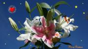 Merry Christmas stargazer lilies