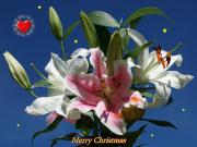 Merry Christmas stargazer lilies