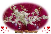 Christmas eCards white orchids