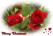 eCards red Christmas roses